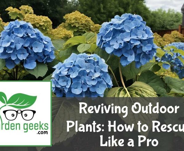 Reviving Outdoor Plants: How to Rescue Like a Pro!