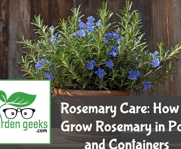 Rosemary Care: How to Grow Rosemary in Pots and Containers
