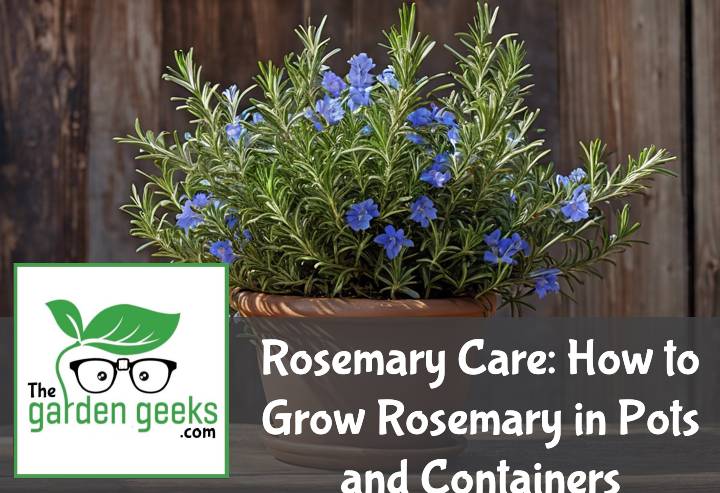 Rosemary Care
