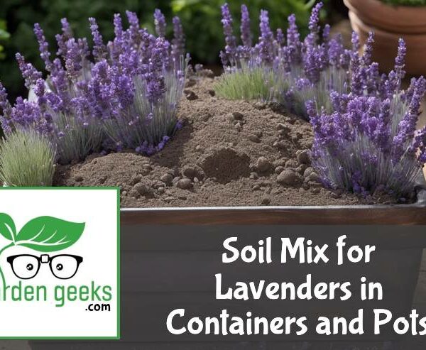 Soil Mix for Lavenders in Containers and Pots