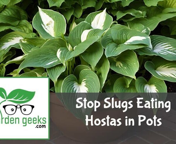 Stop Slugs Eating Hostas in Pots (3 Hacks That Actually Work)