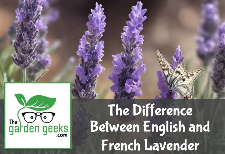 The Difference Between English and French Lavender