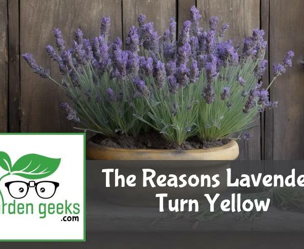 The Reasons Lavenders Turn Yellow (And What to do About it)