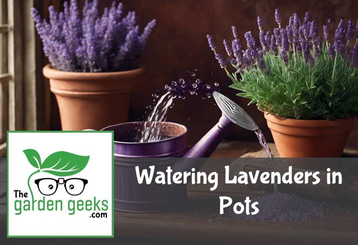 Watering Lavenders in Pots (How Often and How Much Water)
