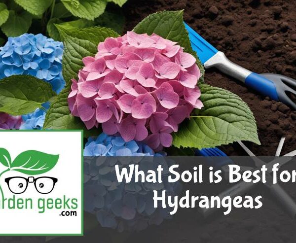 What Soil is Best for Hydrangeas?