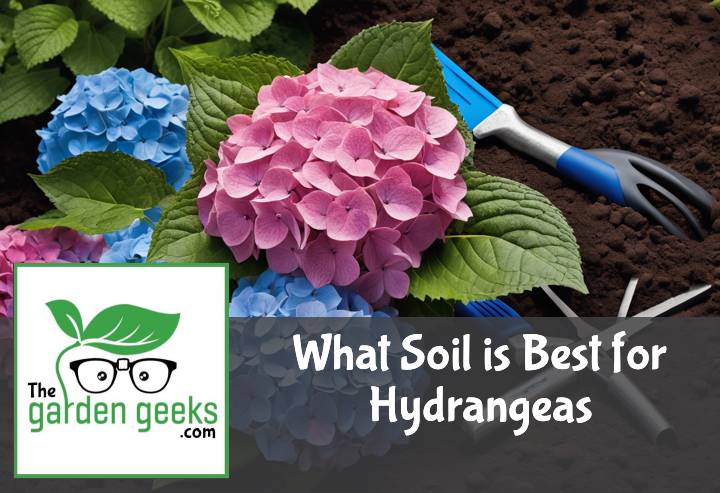 What Soil is Best for Hydrangeas?