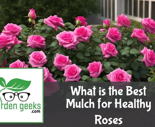 What is the Best Mulch for Healthy Roses?