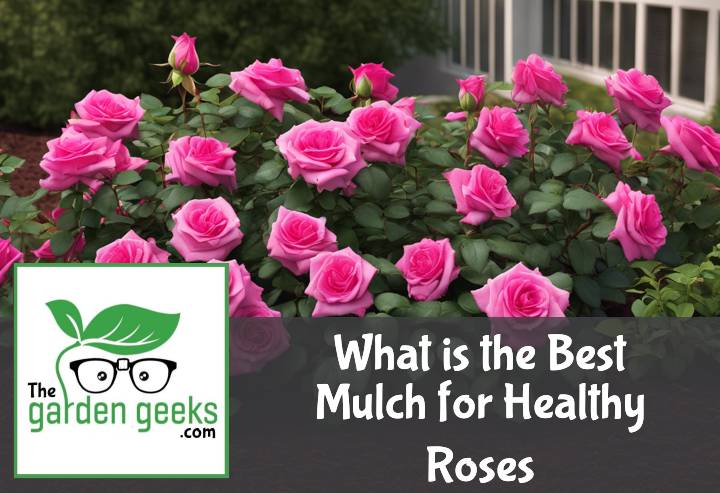 What is the Best Mulch for Healthy Roses?