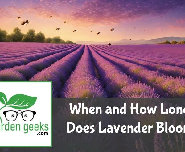 When and How Long Does Lavender Bloom?