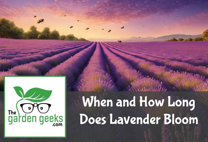 When and How Long Does Lavender Bloom?