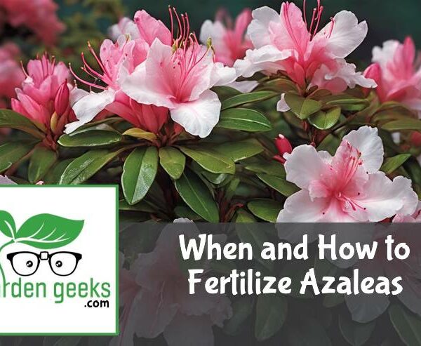 When and How to Fertilize Azaleas (For Best Results)