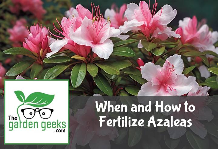 Fertilize Azaleas