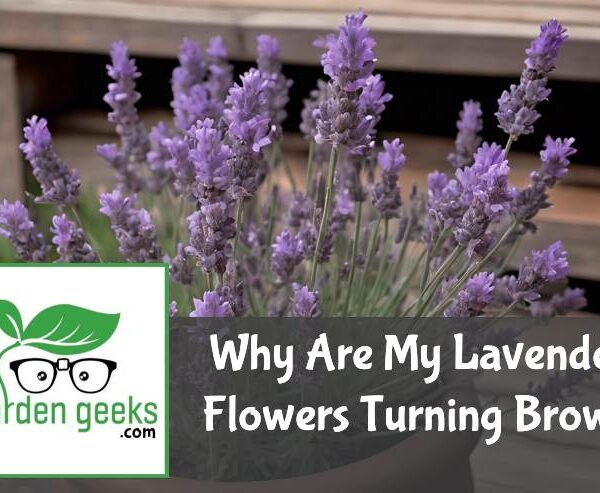 Why Are My Lavender Flowers Turning Brown? (3 Solutions)