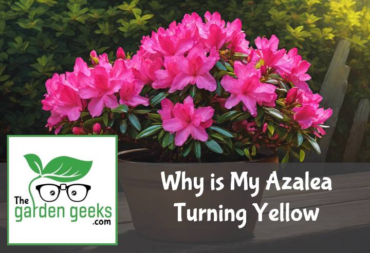 Why is My Azalea Turning Yellow? (4 Causes and Solutions)