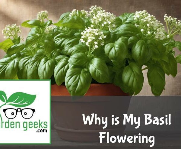 Why is My Basil Flowering?