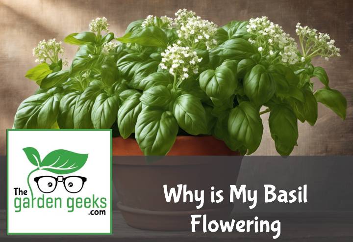 Why is My Basil Flowering?