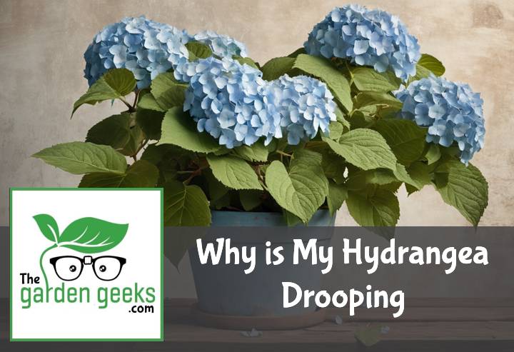 Why is My Hydrangea Drooping? (How to Save it)
