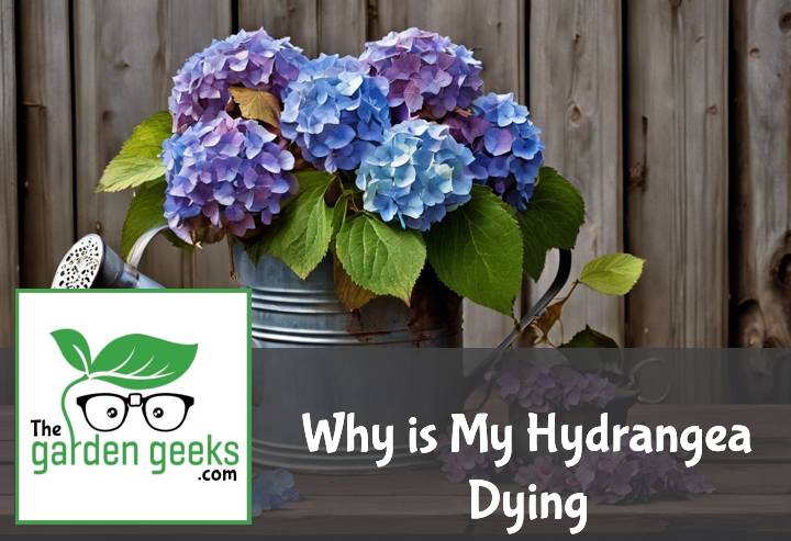 Why is My Hydrangea Dying? (6 Solutions That Actually Work)