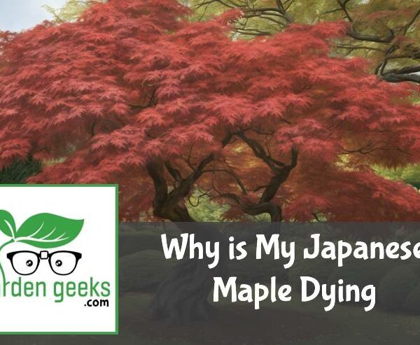 Why is My Japanese Maple Dying? (How to Solve it)