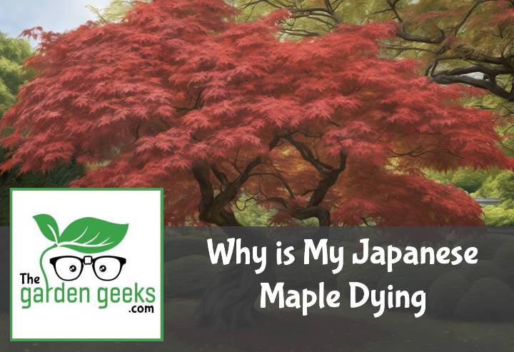 Why is My Japanese Maple Dying? (How to Solve it)