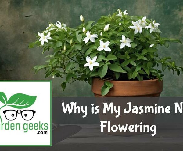 Why is My Jasmine Not Flowering?
