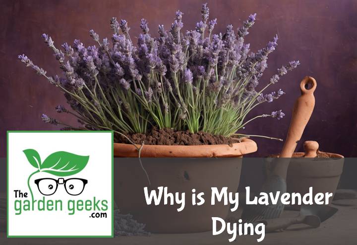 Why is My Lavender Dying? (8 Solutions That Actually Work)