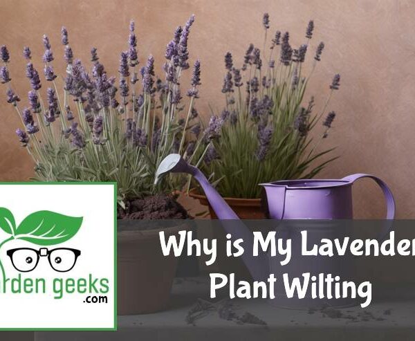 Why is My Lavender Plant Wilting? (How to Solve it)