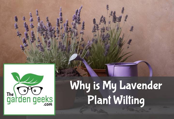 Why is My Lavender Plant Wilting? (How to Solve it)