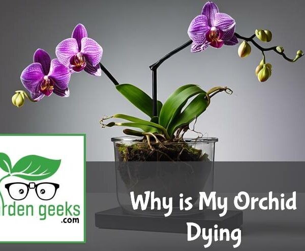 Why is My Orchid Dying? (8 Solutions That Actually Work)
