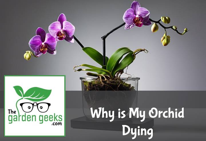 Why is My Orchid Dying? (8 Solutions That Actually Work)