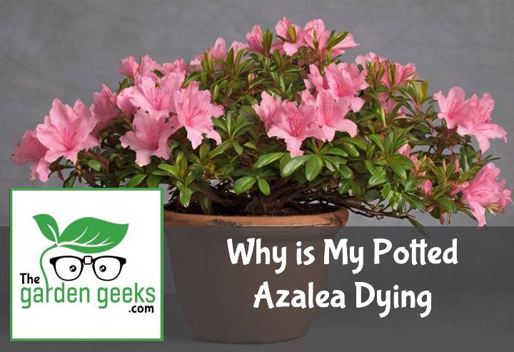 Why is My Potted Azalea Dying? (7 Reasons)