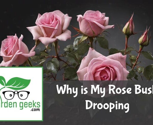 Why is My Rose Bush Drooping? (How to Save it)