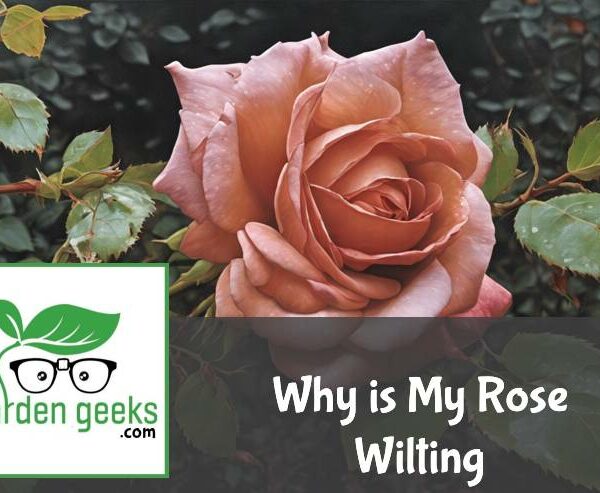 Why is My Rose Wilting? (Revive Wilting Roses)