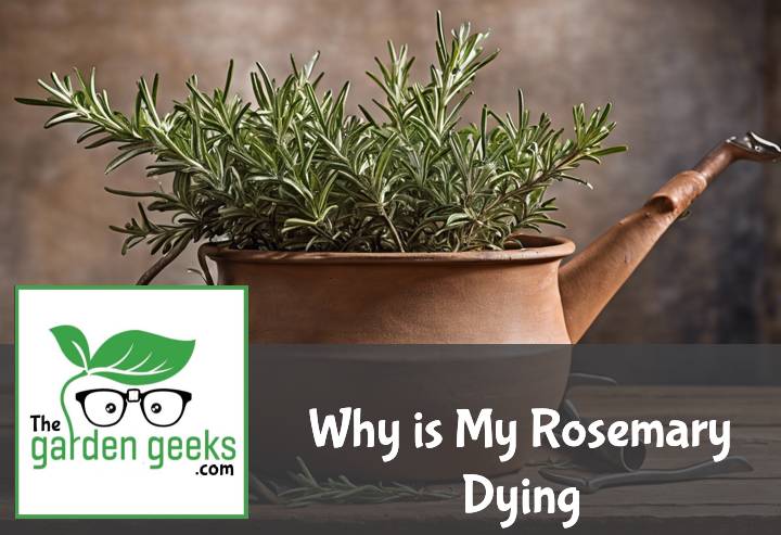 Why is My Rosemary Dying? (8 Solutions that Actually Work)