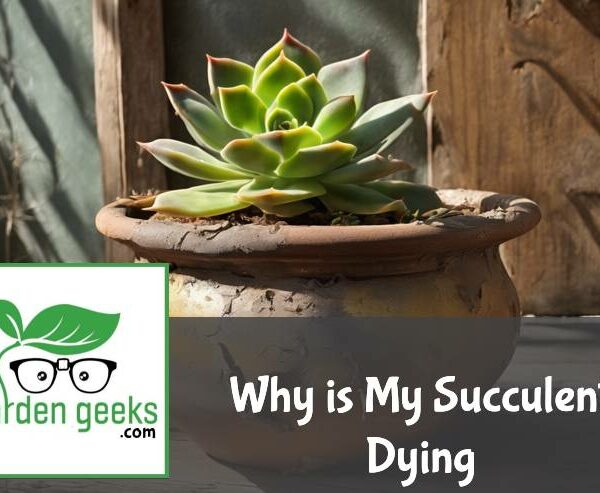 Why is My Succulent Dying? (6 Solutions that Actually Work)