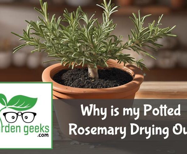 Why is my Potted Rosemary Drying Out?