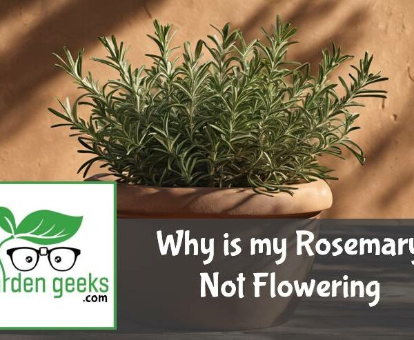 Why is my Rosemary Not Flowering?