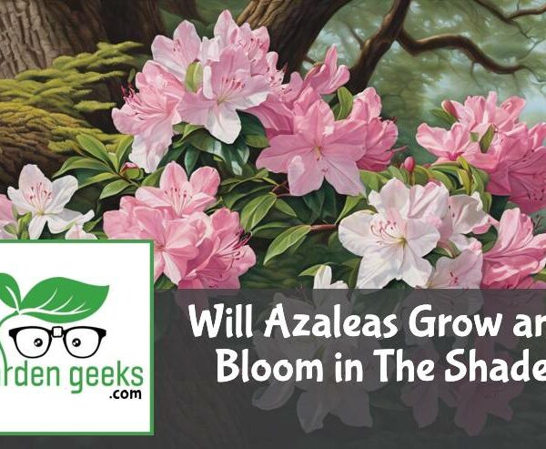 Will Azaleas Grow and Bloom in The Shade?
