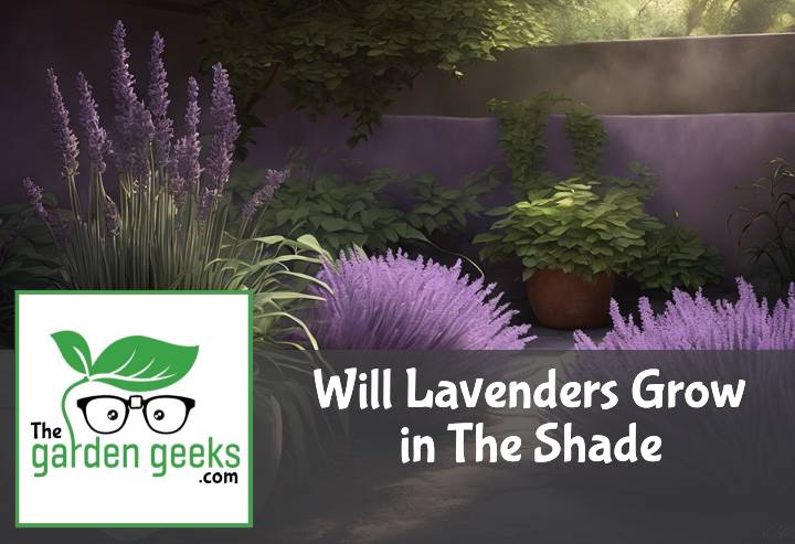 Will Lavenders Grow in The Shade?