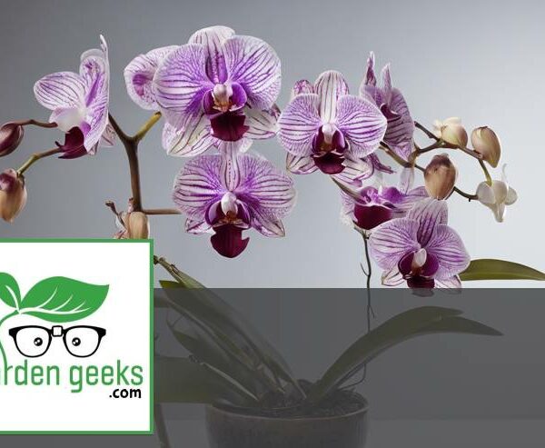 (6 Reasons) Why Orchid Flowers Fall Off- Orchid Dropping Buds