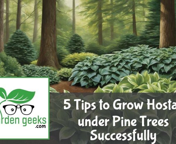 5 Tips to Grow Hostas under Pine Trees Successfully