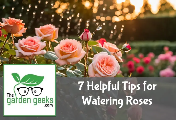 7 Helpful Tips for Watering Roses