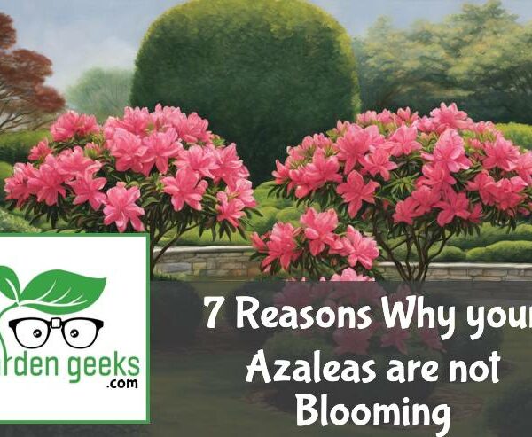 7 Reasons Why your Azaleas are not Blooming