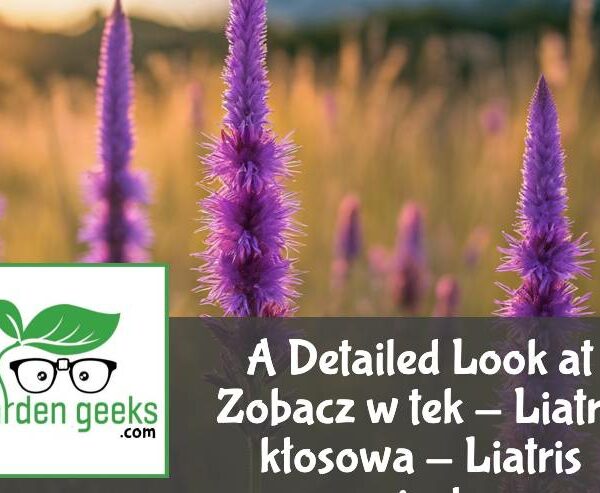 A Detailed Look at Zobacz wątek – Liatra kłosowa – Liatris spicata