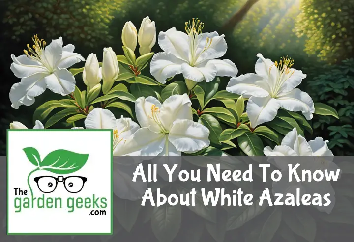 White Azaleas