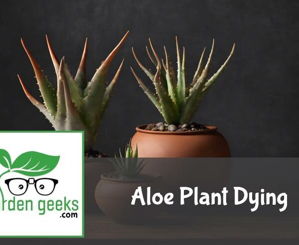 Aloe Plant Dying? (5 Solutions That Actually Work)