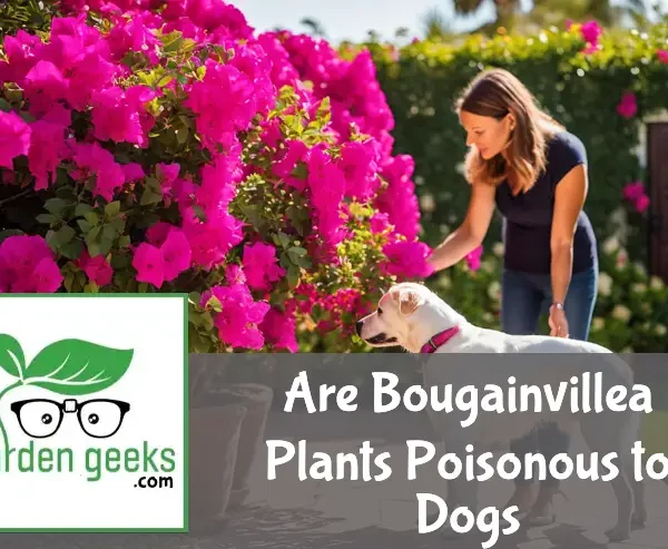 are bougainvillea plants poisonous to dogs