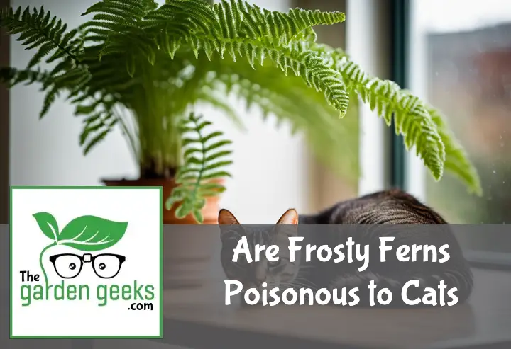 are frosty ferns poisonous to cats