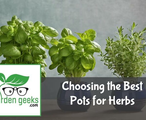 Choosing the Best Pots for Herbs (With Examples)