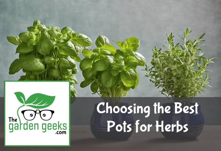 Choosing the Best Pots for Herbs (With Examples)
